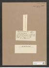 Synedra capitulata Castr. (de-Toni-Nr.: Genus 66, Species 2627) Zeichnungen Sammlung Grunow Nr. 5358 (NHMW-BOT-W0373769)